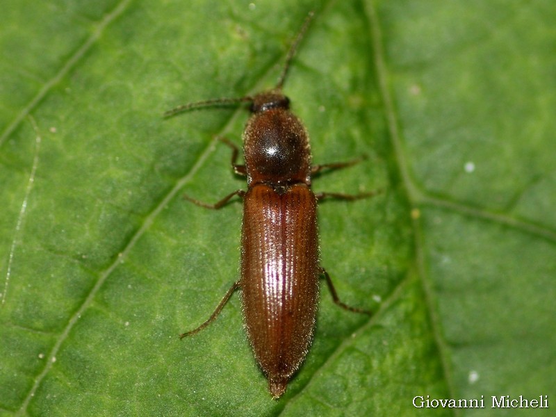 Elateridae: Athous subfuscus (cfr.)